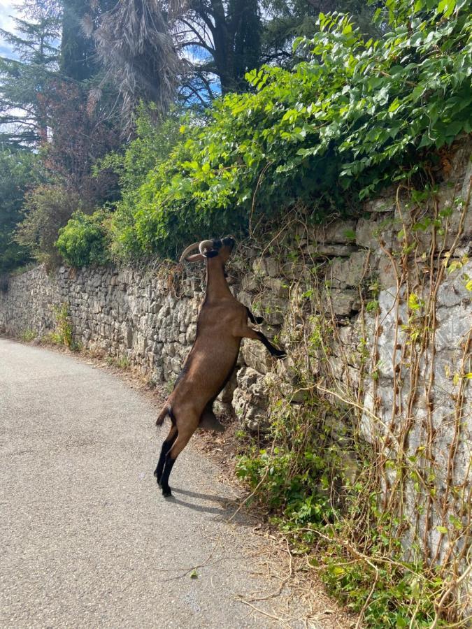 La Frigoule, Un Gite Au Coeur Du Parc Des Cevennes Generargues Exteriör bild