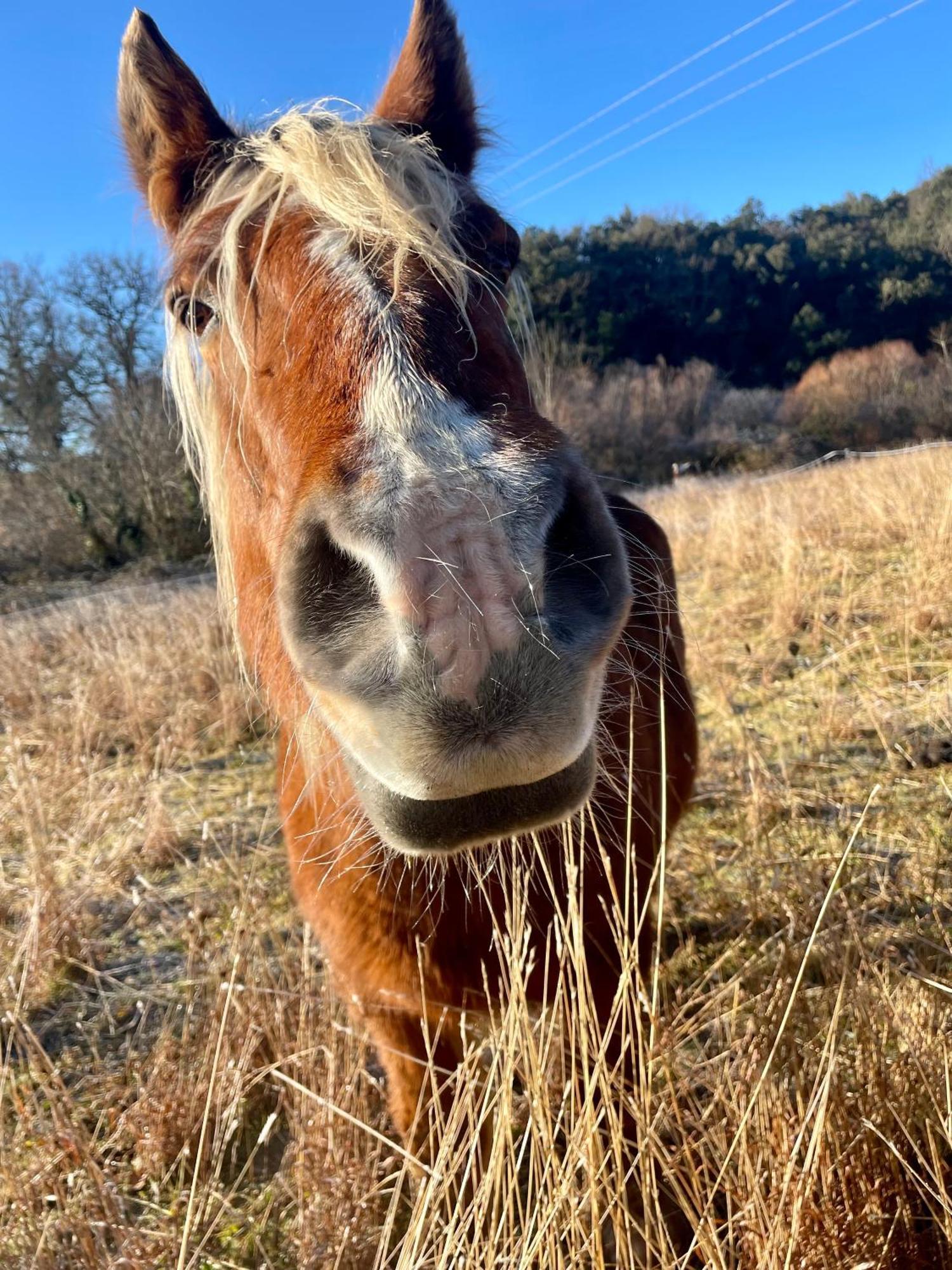 La Frigoule, Un Gite Au Coeur Du Parc Des Cevennes Generargues Exteriör bild